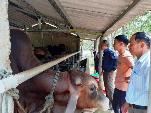 Nuôi cá leo dưới ao, nuôi bò to bự trên cạn, nông dân 8X tỉnh Quảng Trị bán con nào cũng đắt hàng - Ảnh 1.