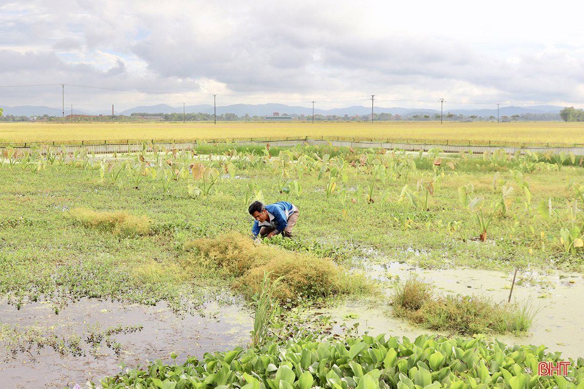 Tỷ phú nông dân ở Hà Tĩnh từng nghèo khó, nay giàu có nhờ nuôi lươn đồng, cua đồng, ốc bươu đen đặc sản - Ảnh 10.