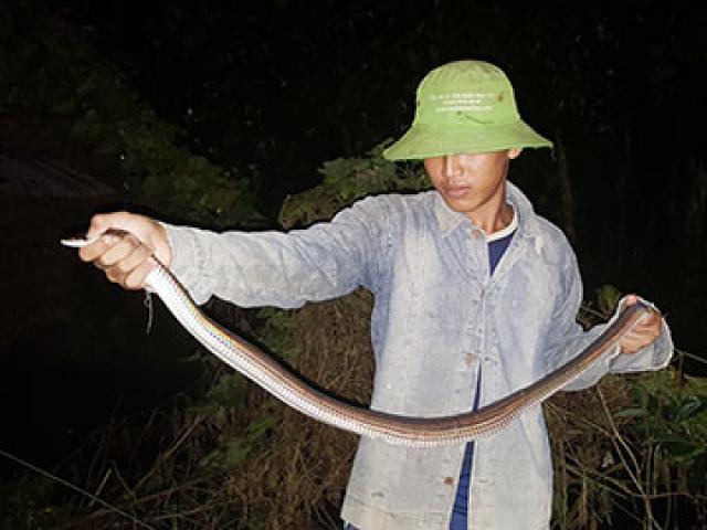 Ớn lạnh, nguy hiểm khi lén lút săn rắn độc ở miền Tây