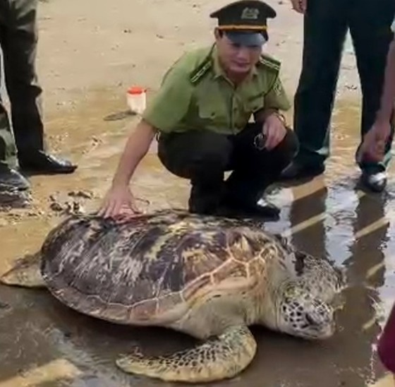 Ngư dân Hà Tĩnh phát hiện rùa biển quý hiếm nặng hơn 80kg, dài hơn 1m mắc cạn và làm rách lưới - Ảnh 1.