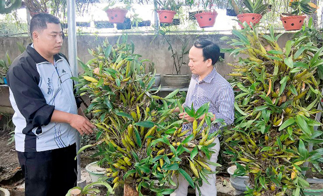 Anh Nguyễn Nhật Anh (trái) giới thiệu về một trong những giàn lan rừng quý hiếm đang được anh chăm sóc, nhân giống. Ảnh: Thục Quyên.