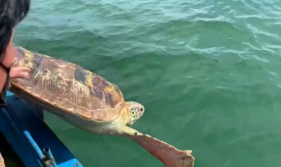 Ngư dân Hà Tĩnh phát hiện rùa biển quý hiếm nặng hơn 80kg, dài hơn 1m mắc cạn và làm rách lưới - Ảnh 3.