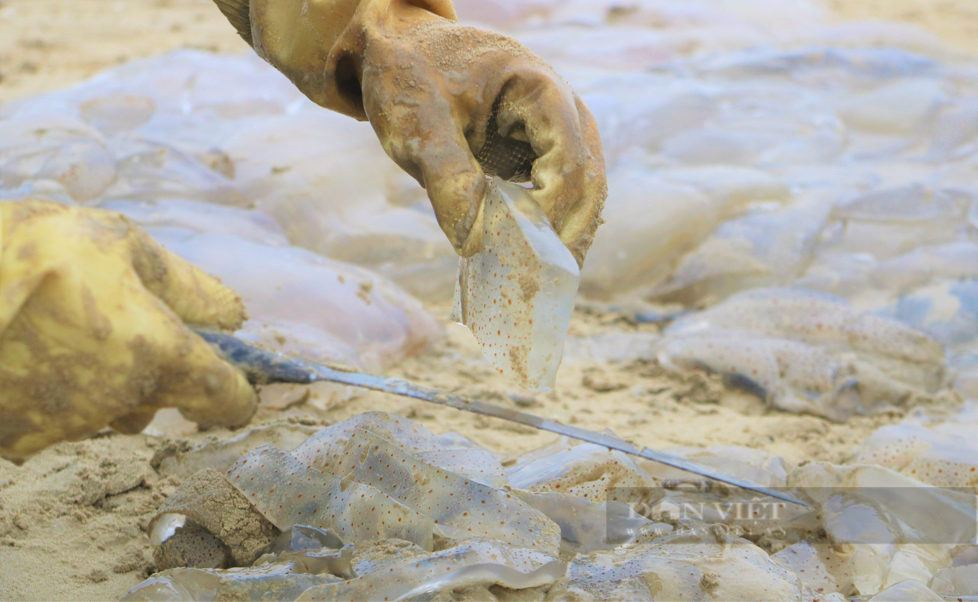 Ngư dân Hà Tĩnh vào mùa thu hoạch sứa biển, bỏ túi hàng triệu đồng mỗi ngày - Ảnh 10.