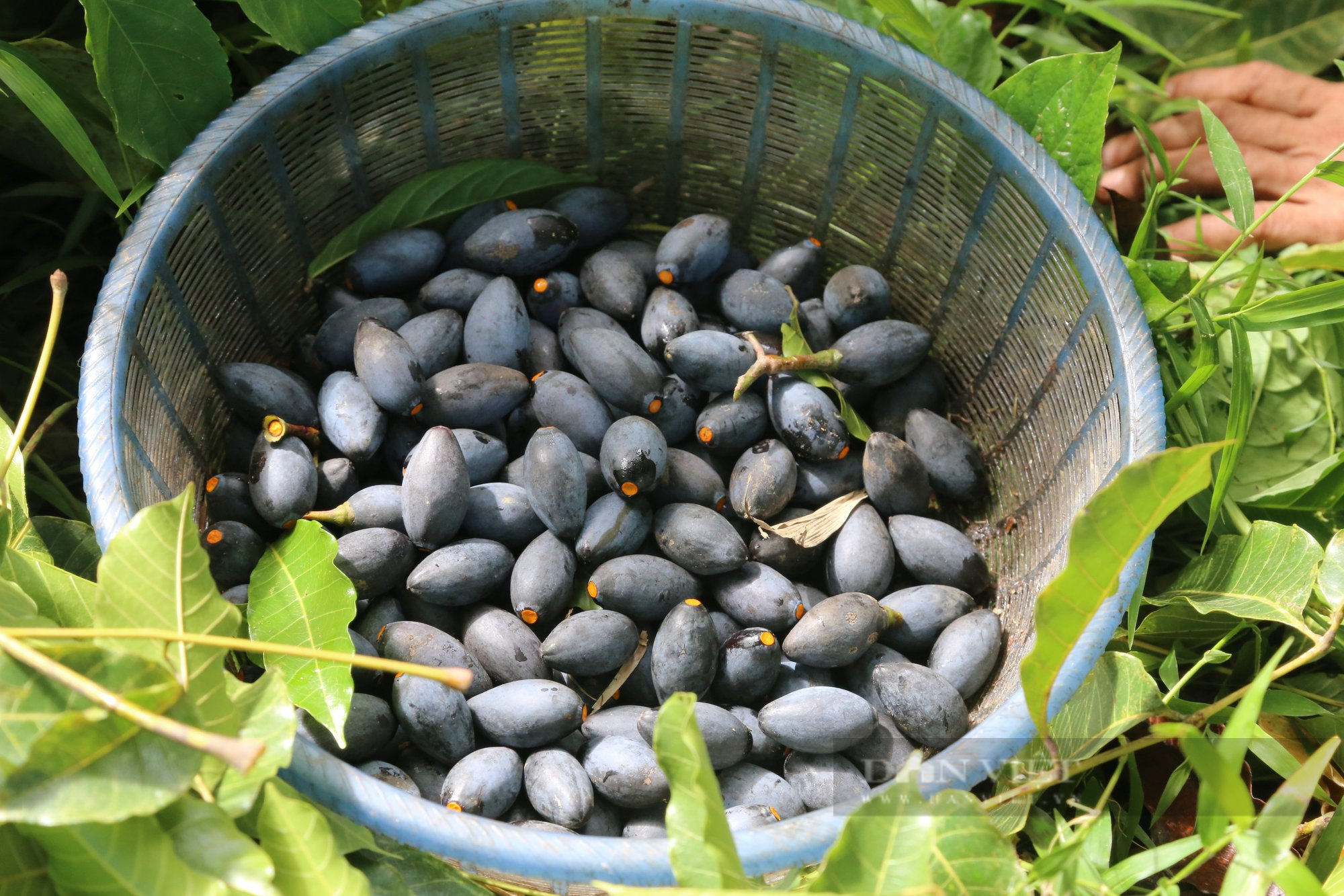 Hà Tĩnh: Loại cây cổ thụ có quả đen sì, to bằng ngón chân cái, giá 100.000 đồng/kg vẫn “cháy” hàng - Ảnh 4.