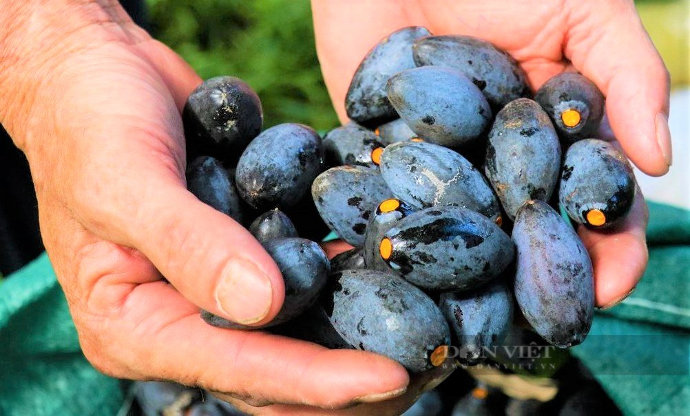 Hà Tĩnh: Loại cây cổ thụ có quả đen sì, to bằng ngón chân cái, giá 100.000 đồng/kg vẫn “cháy” hàng - Ảnh 11.