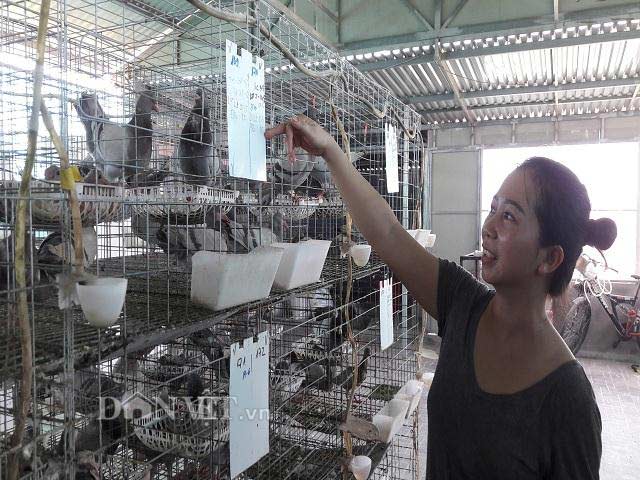 Hà Tĩnh: Xây lầu cho chim ở, mỗi tháng bỏ túi hơn 20 triệu đồng - 2