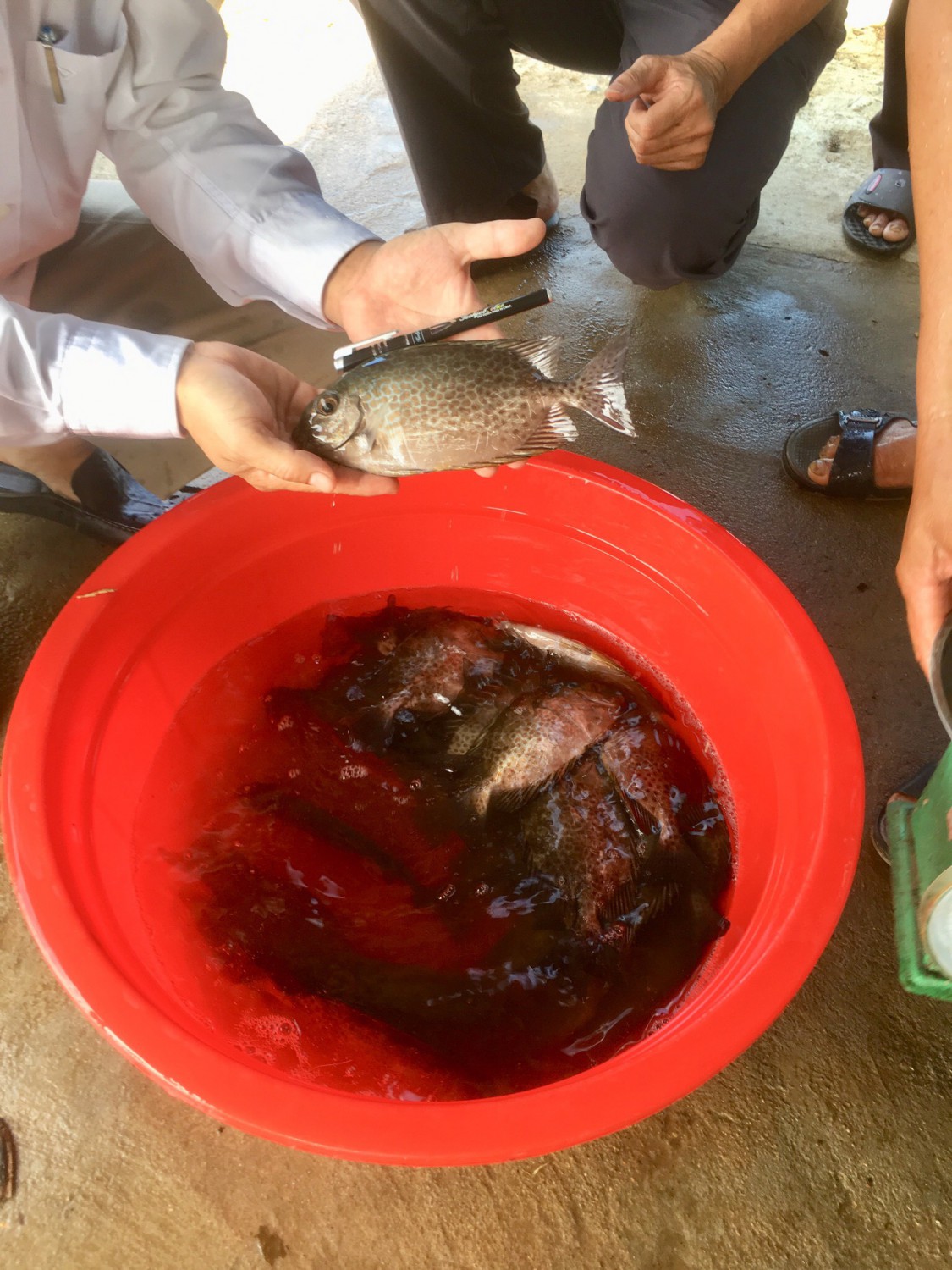Nuôi cá dìa đặc sản trong ao nuôi tôm kém hiệu quả, nông dân Quảng Trị lãi hàng chục triệu/vụ - Ảnh 1.