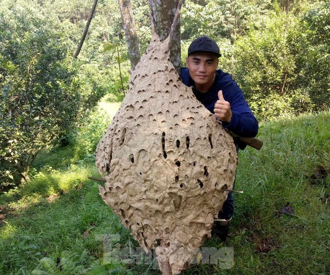 Tận mắt thấy tổ ong 'khủng' 16 tầng, nặng 21kg ở rừng biên giới ảnh 8