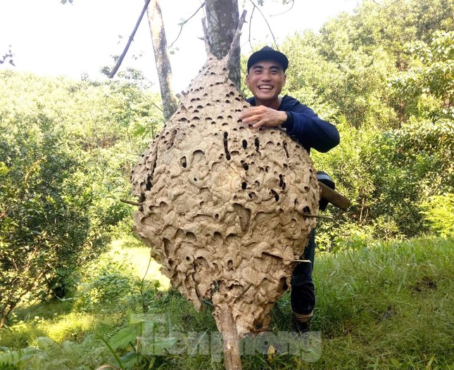 Tận mắt thấy tổ ong 'khủng' 16 tầng, nặng 21kg ở rừng biên giới ảnh 2
