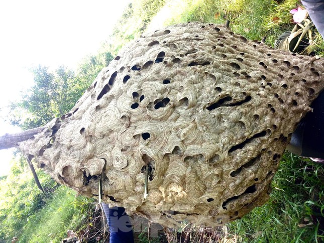 Tận mắt thấy tổ ong 'khủng' 16 tầng, nặng 21kg ở rừng biên giới ảnh 6