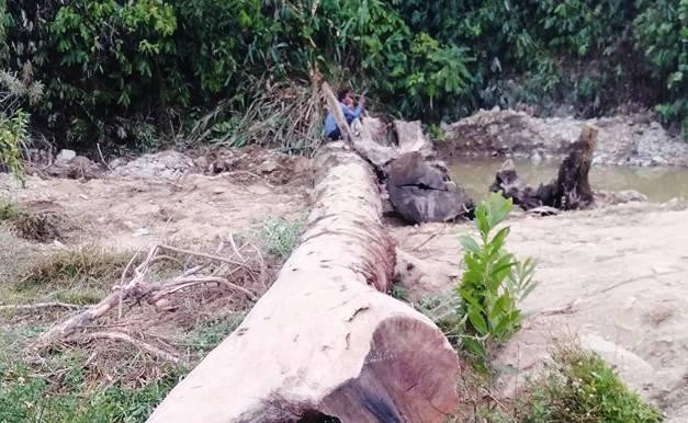 Đi mò ốc, hai nông dân ở Hà Tĩnh phát hiện cây gỗ quý trăm tuổi - Ảnh 1.