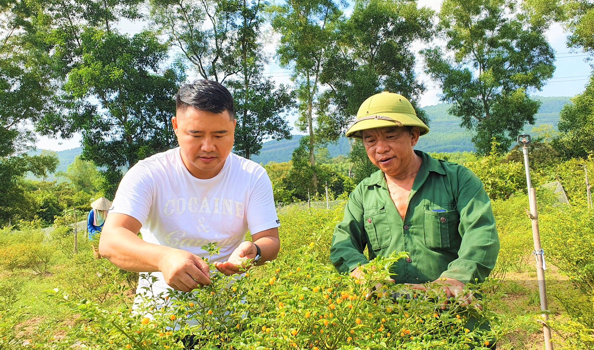 Nông dân Hà Tĩnh trồng giống ớt quả bé tí tẹo, giá bán lại đắt nhất thế giới, mỗi năm lãi hàng trăm triệu - Ảnh 2.