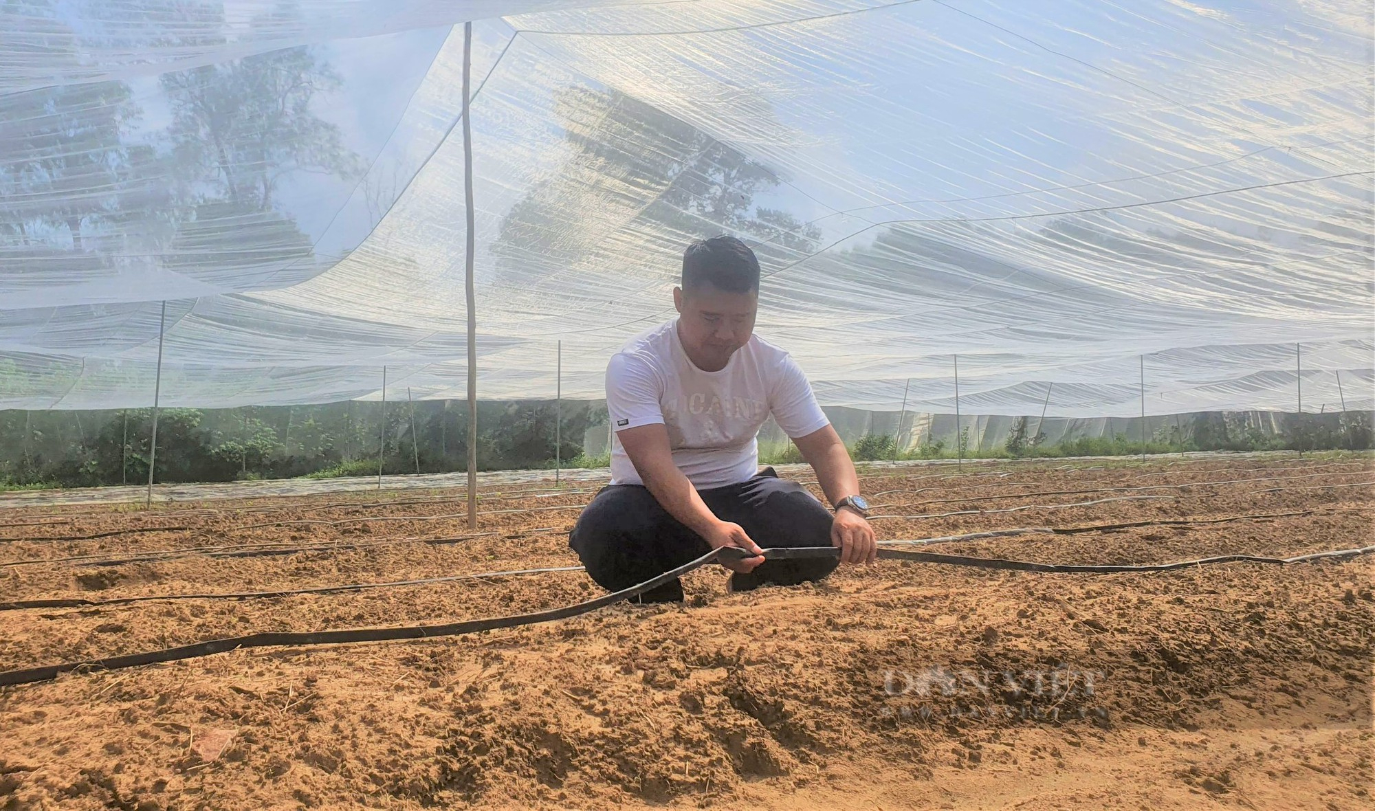 Nông dân Hà Tĩnh trồng giống ớt quả bé tí tẹo, giá bán lại đắt nhất thế giới, mỗi năm lãi hàng trăm triệu - Ảnh 9.