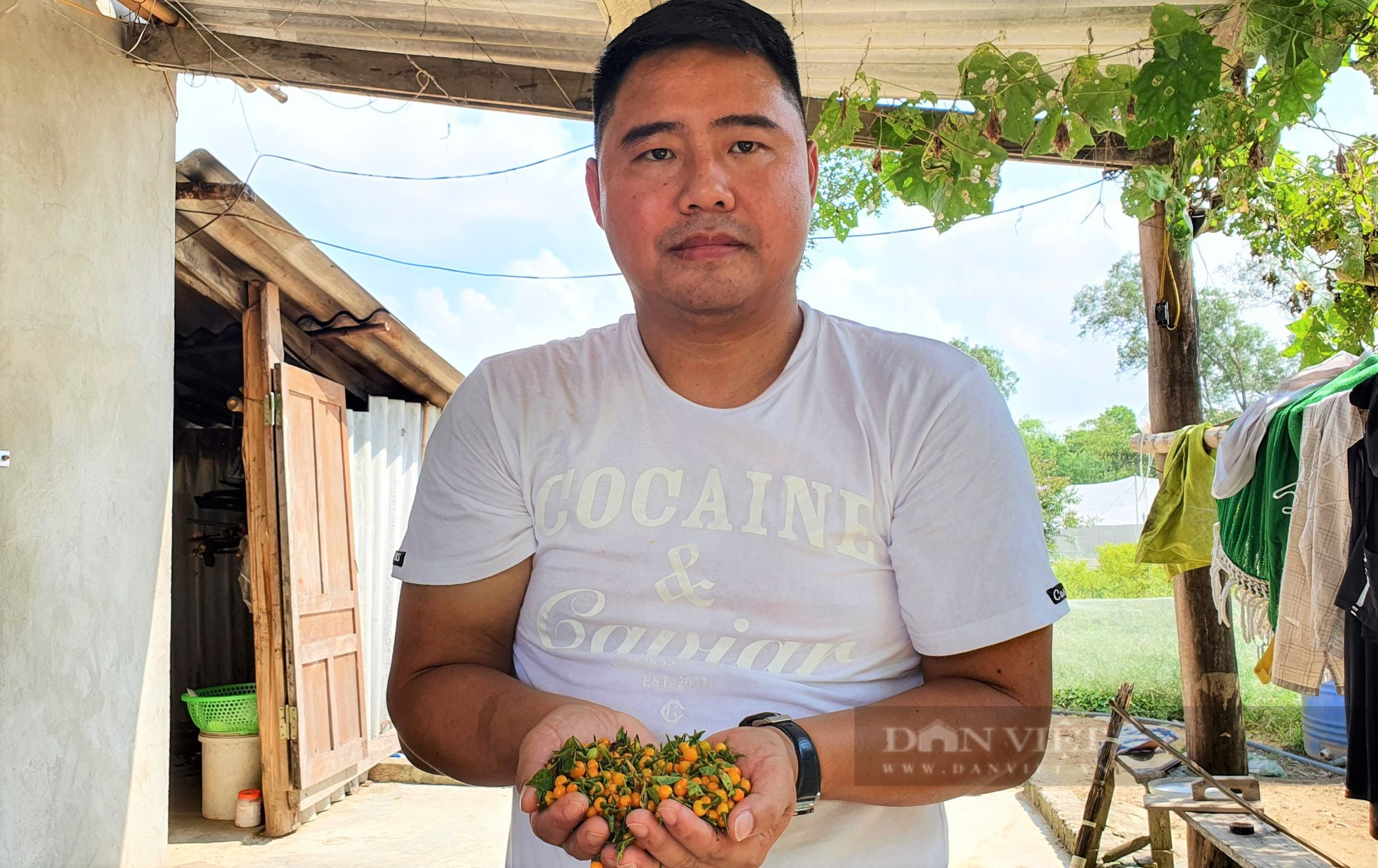 Nông dân Hà Tĩnh trồng giống ớt quả bé tí tẹo, giá bán lại đắt nhất thế giới, mỗi năm lãi hàng trăm triệu - Ảnh 7.