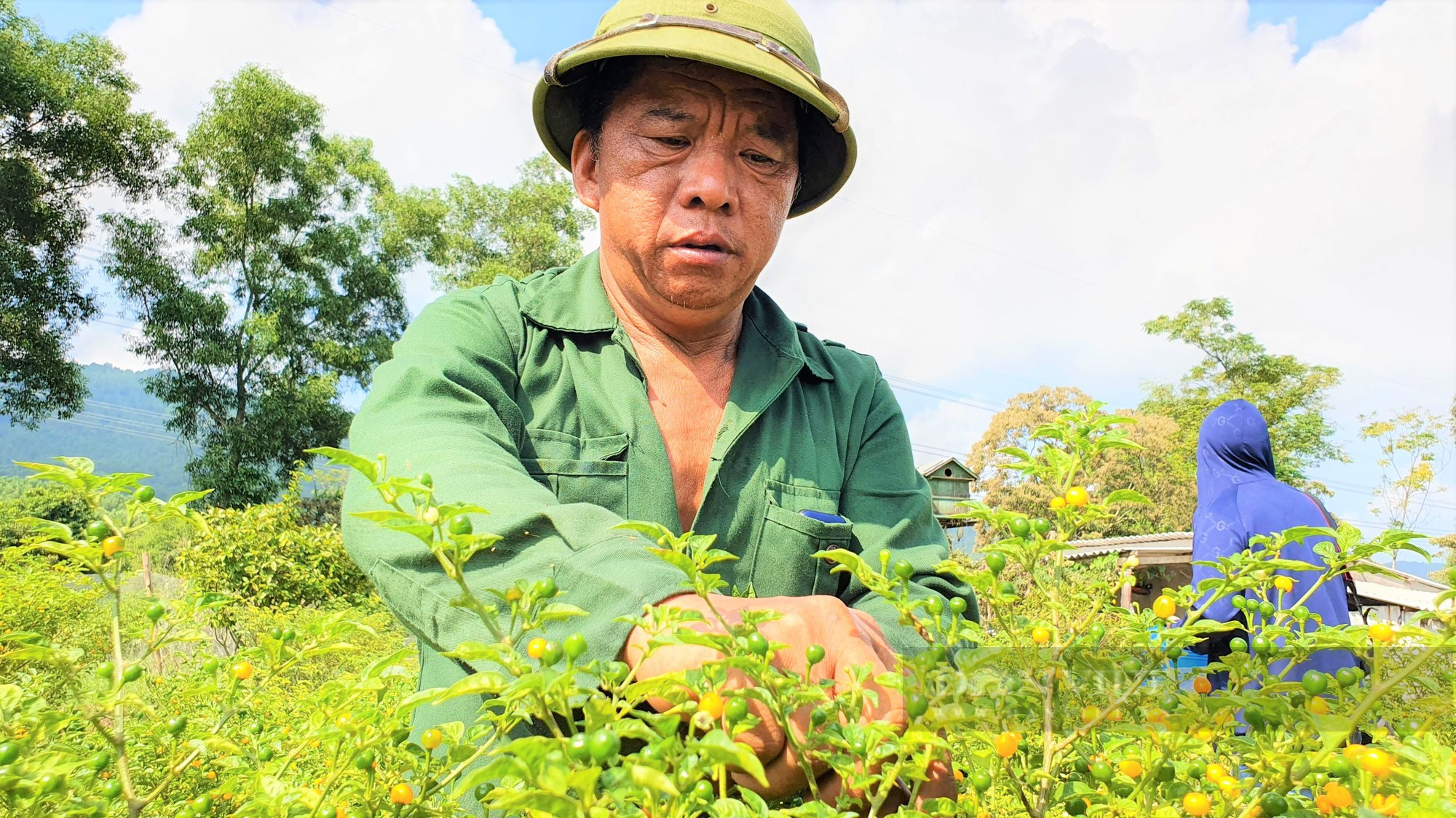 Nông dân Hà Tĩnh trồng giống ớt quả bé tí tẹo, giá bán lại đắt nhất thế giới, mỗi năm lãi hàng trăm triệu - Ảnh 5.