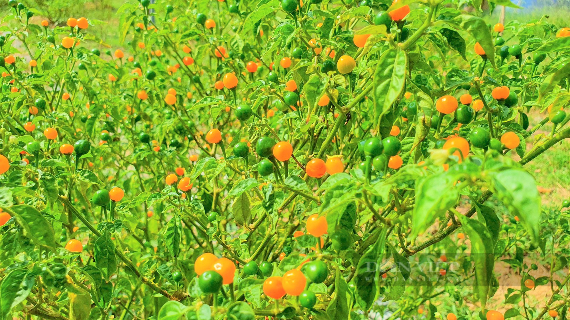 Nông dân Hà Tĩnh trồng giống ớt quả bé tí tẹo, giá bán lại đắt nhất thế giới, mỗi năm lãi hàng trăm triệu - Ảnh 6.