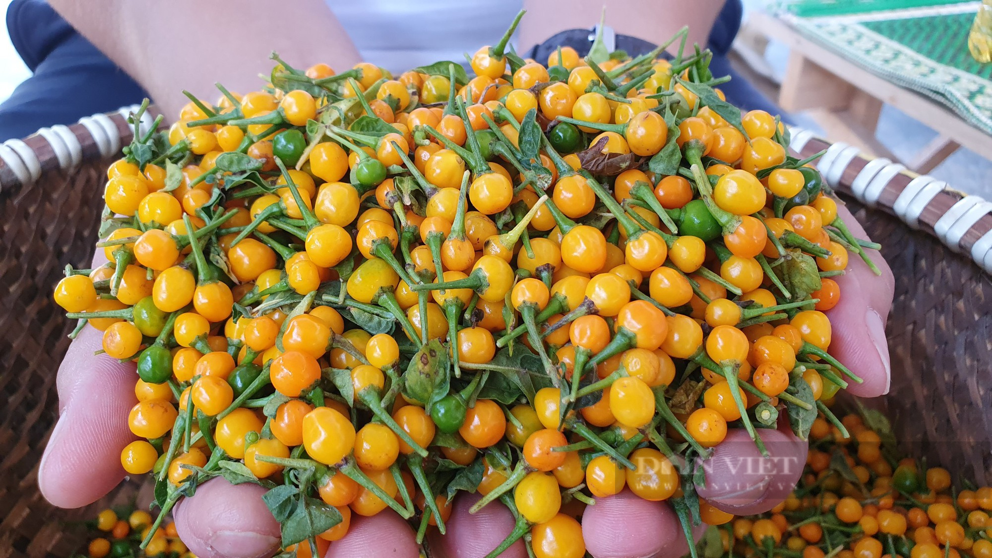 Nông dân Hà Tĩnh trồng giống ớt quả bé tí tẹo, giá bán lại đắt nhất thế giới, mỗi năm lãi hàng trăm triệu - Ảnh 8.