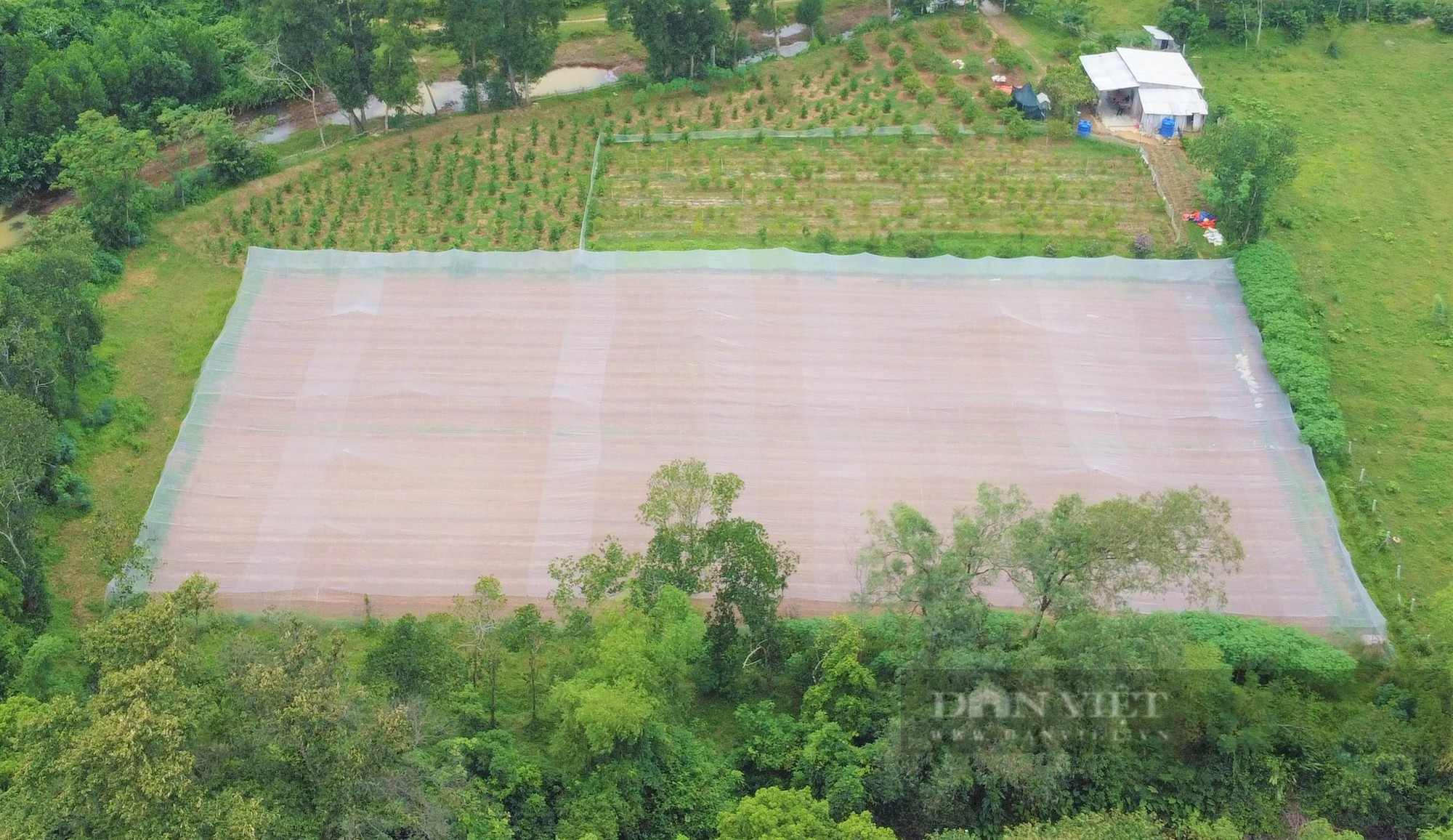 Nông dân Hà Tĩnh trồng giống ớt quả bé tí tẹo, giá bán lại đắt nhất thế giới, mỗi năm lãi hàng trăm triệu - Ảnh 3.