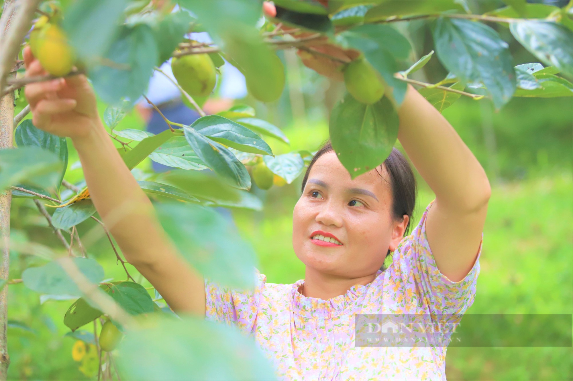 Trồng loại hồng khó nhân giống, nông dân miền núi Hà Tĩnh thu về hàng trăm triệu mỗi năm - Ảnh 4.