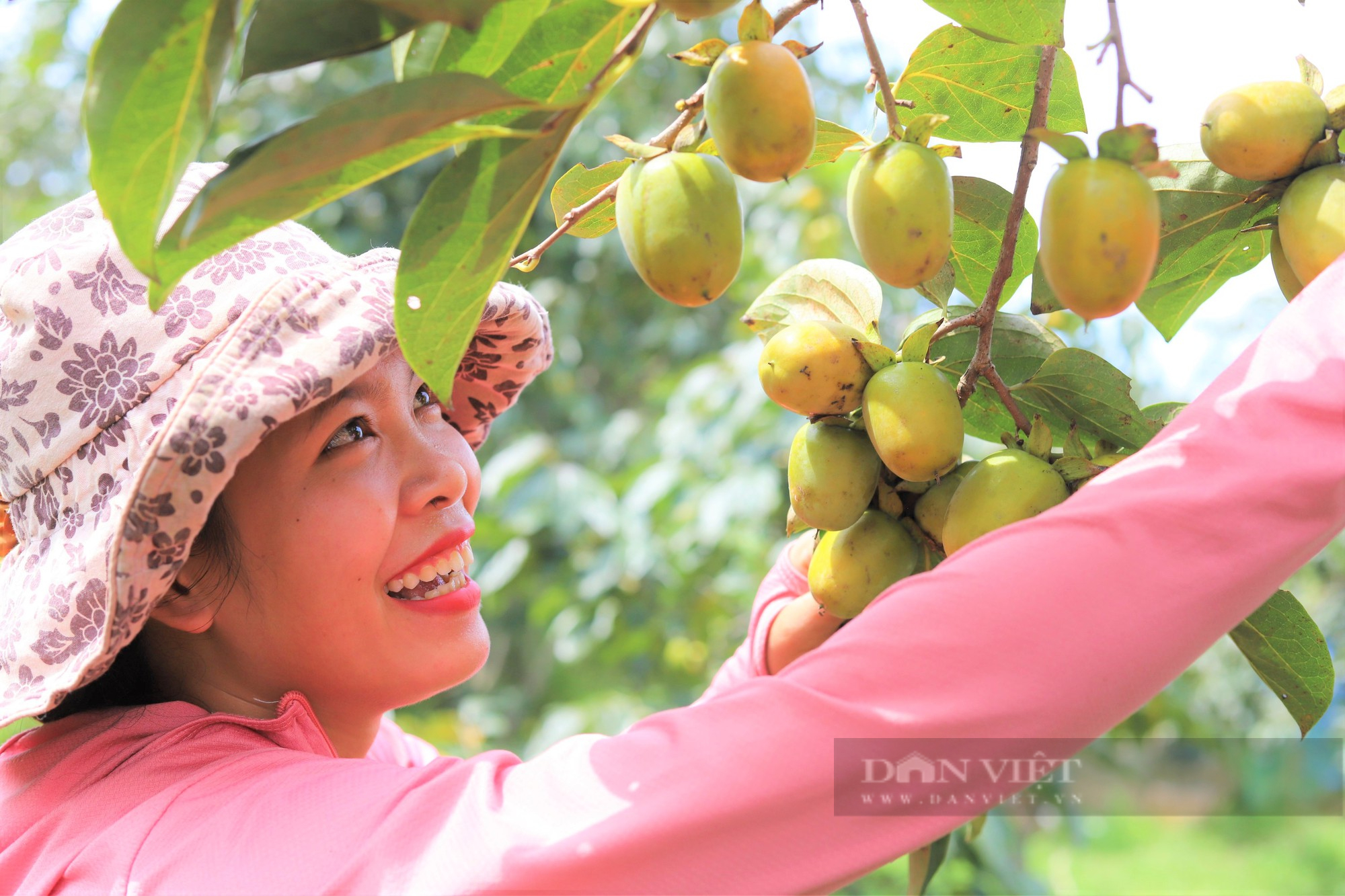 Trồng loại hồng khó nhân giống, nông dân miền núi Hà Tĩnh thu về hàng trăm triệu mỗi năm - Ảnh 2.