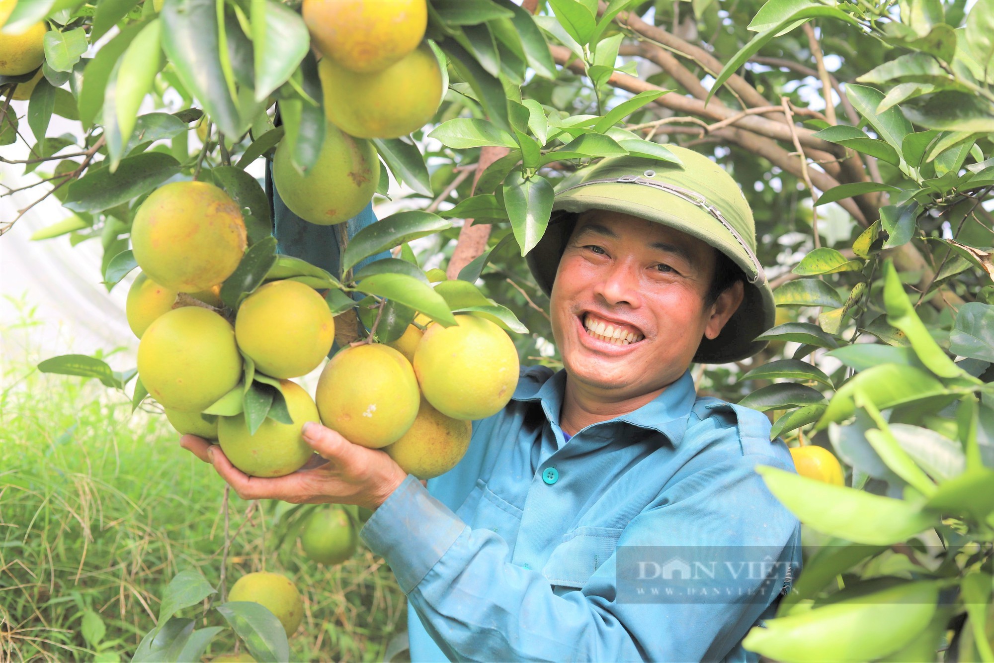Vườn cam “mắc màn” trĩu quả của nông dân Hà Tĩnh, chưa hô bán, thương lái đặt cọc quả còn trên cây - Ảnh 2.