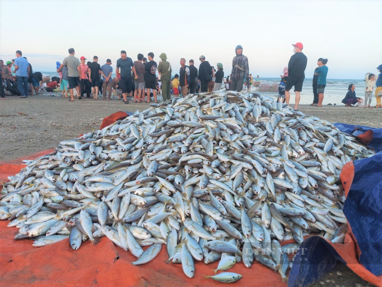 Trúng đậm mùa cá đù, ngư dân Hà Tĩnh thu về gần 100 triệu đồng - Ảnh 4.