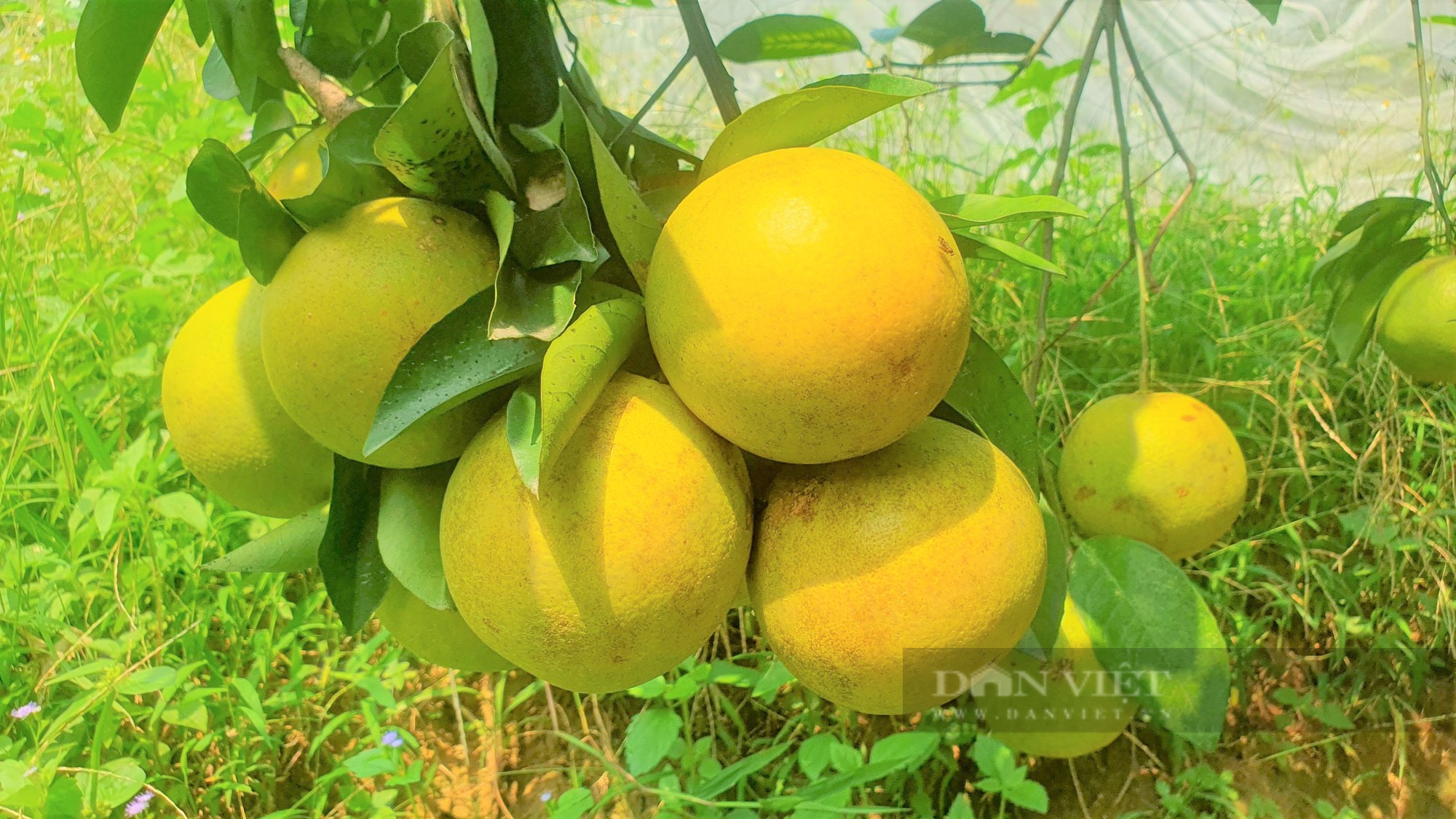 Vườn cam “mắc màn” trĩu quả của nông dân Hà Tĩnh, chưa hô bán, thương lái đặt cọc quả còn trên cây - Ảnh 4.