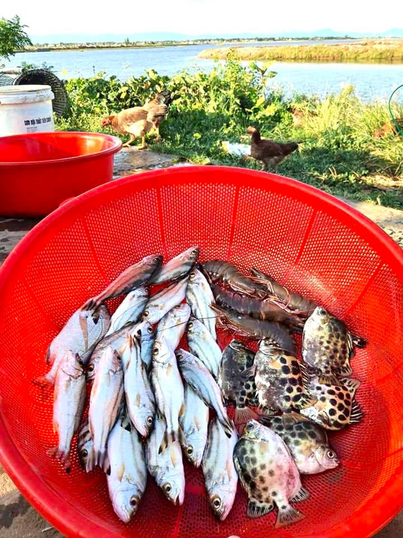Đây là loài cá đặc sản nuôi lớn bán cho nhà giàu, dân Quảng Trị đang ra biển vớt cá non bán kiếm tiền - Ảnh 2.