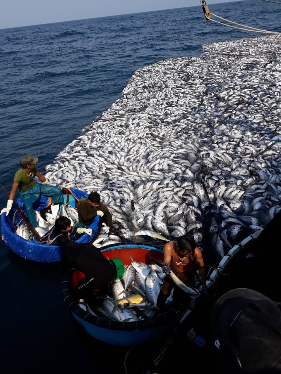 Ngư dân kể chuyện 32 giờ đánh mẻ cá "khủng" 120 tấn - 5