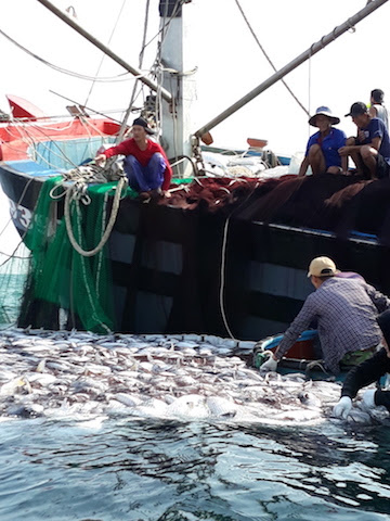 Ngư dân kể chuyện 32 giờ đánh mẻ cá "khủng" 120 tấn - 6