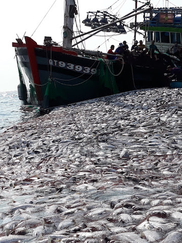 Ngư dân kể chuyện 32 giờ đánh mẻ cá "khủng" 120 tấn - 3
