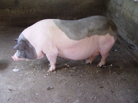 Xã hội - Sự thật bất ngờ vụ “lợn nái bị vong nhập” ở Hà Tĩnh (Hình 2).
