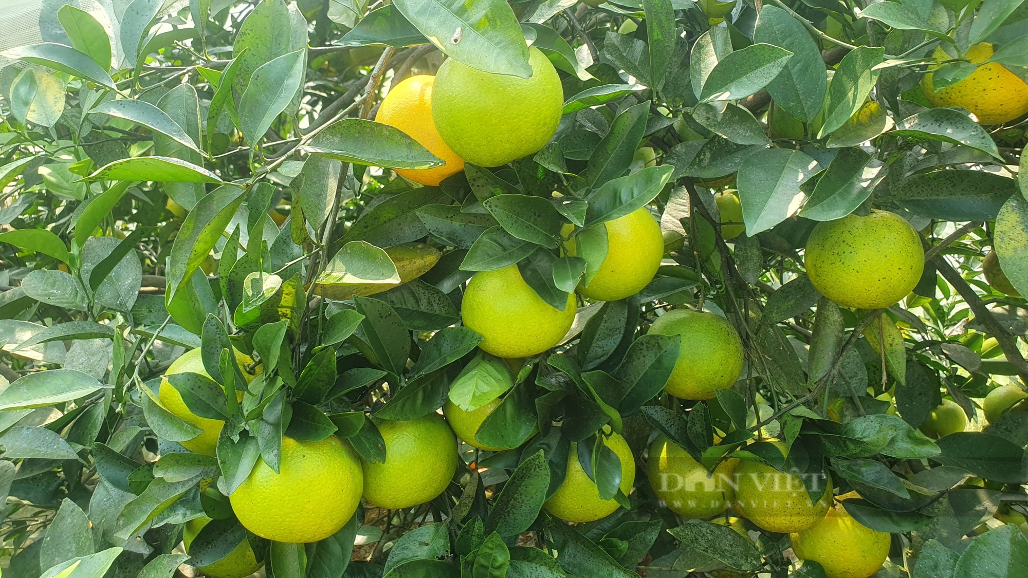 Vườn cam “mắc màn” trĩu quả của nông dân Hà Tĩnh, chưa hô bán, thương lái đặt cọc quả còn trên cây - Ảnh 7.