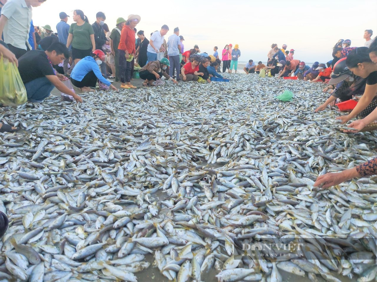 Trúng đậm mùa cá đù, ngư dân Hà Tĩnh thu về gần 100 triệu đồng - Ảnh 2.