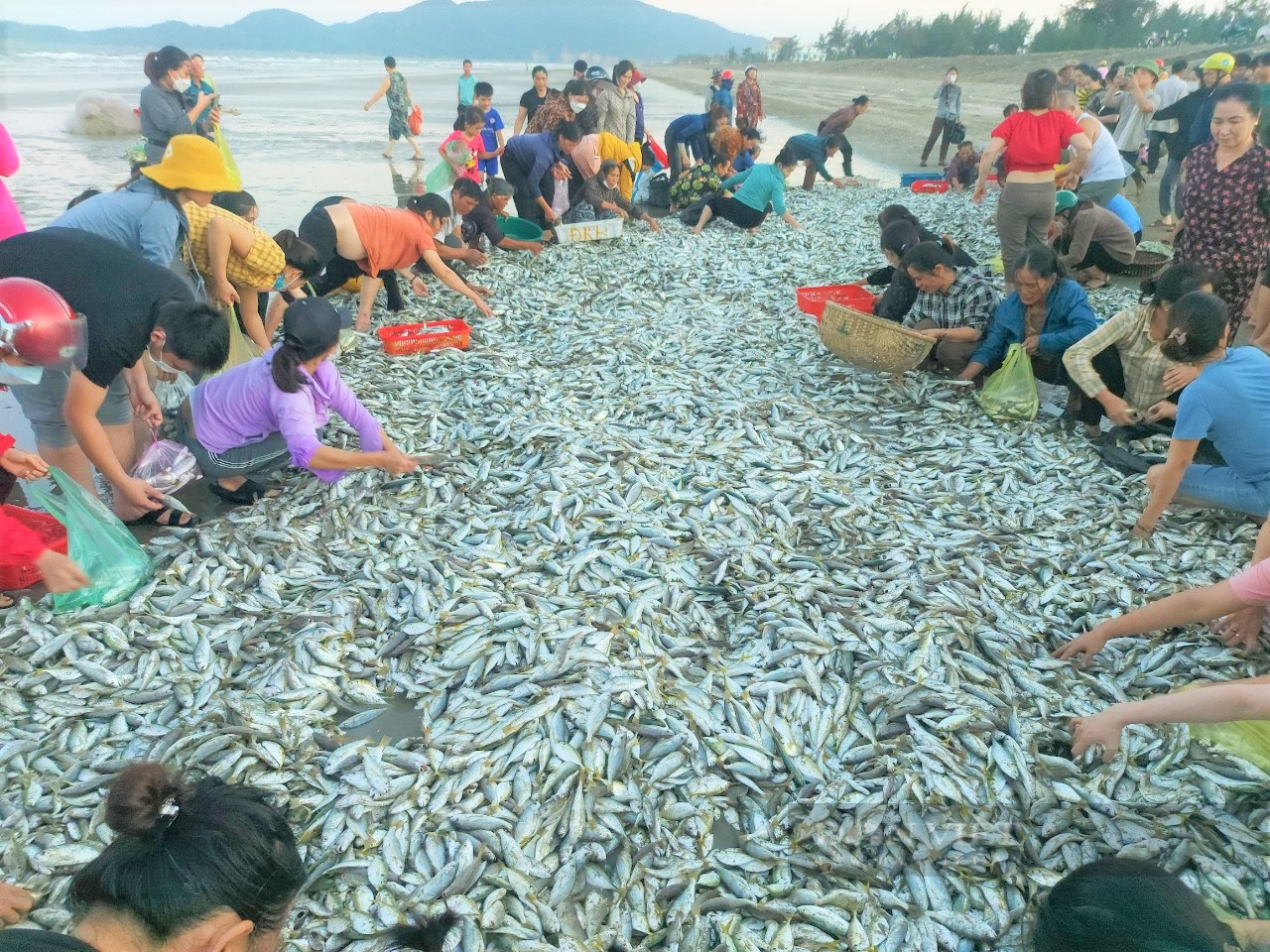 Trúng đậm mùa cá đù, ngư dân Hà Tĩnh thu về gần 100 triệu đồng - Ảnh 3.