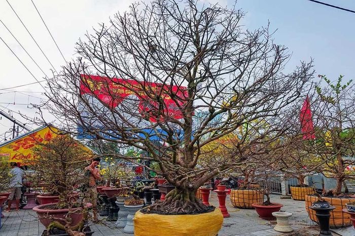 Dịp Tết năm ngoái, anh Võ Tiền Giang (ngụ ở quận Thốt Nốt, TP.Cần Thơ) rao bán cây mai cổ trên 100 năm tuổi với giá 7 tỷ đồng. Ảnh: Thuonghieusanpham