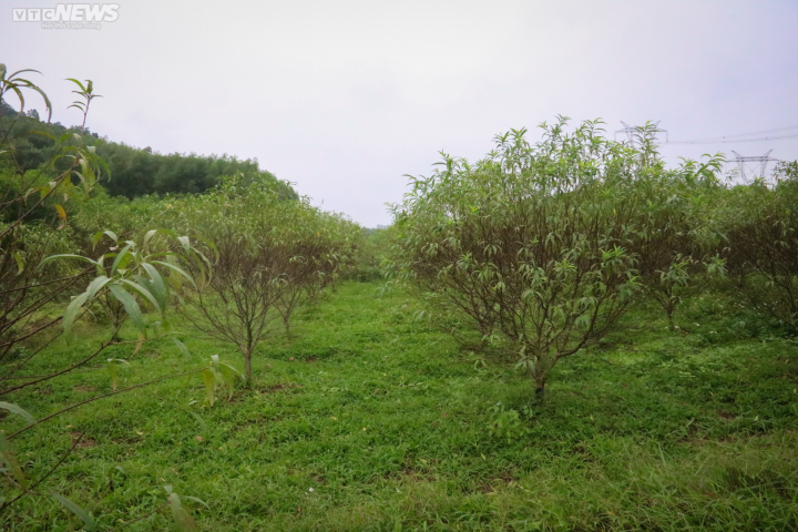 Trời rét đậm, người trồng đào ở Hà Tĩnh phấn khởi chờ ngày đếm tiền - 11