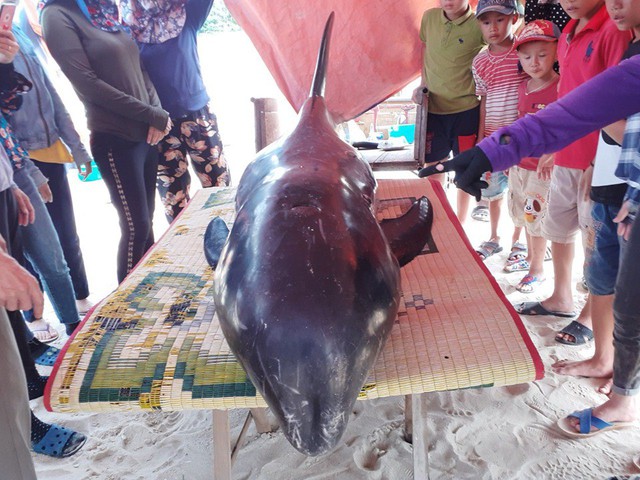 Hà Tĩnh: Giải cứu cá voi nặng hơn 150kg mắc kẹt về với biển - Ảnh 2.