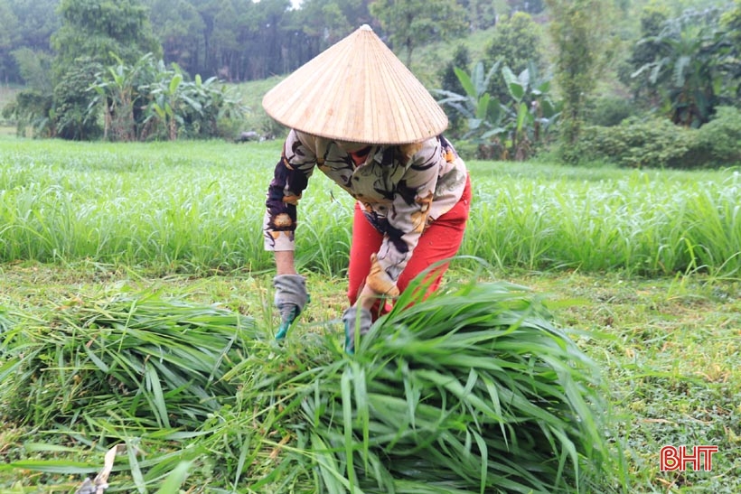 Bí quyết “biến” đất hoang thành trang trại tiền tỷ của cựu cán bộ xã ở Hương Sơn