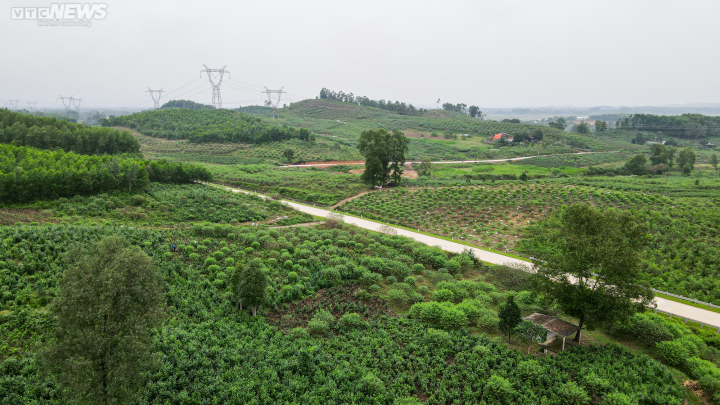 Trời rét đậm, người trồng đào ở Hà Tĩnh phấn khởi chờ ngày đếm tiền - 1