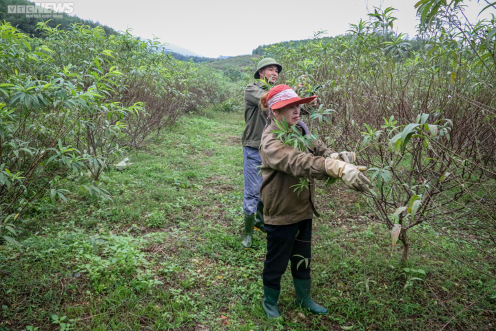 Trời rét đậm, người trồng đào ở Hà Tĩnh phấn khởi chờ ngày đếm tiền - 4