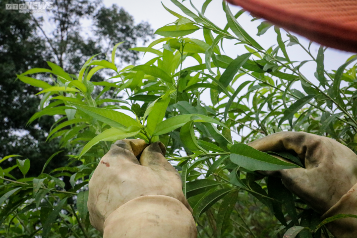 Trời rét đậm, người trồng đào ở Hà Tĩnh phấn khởi chờ ngày đếm tiền - 8