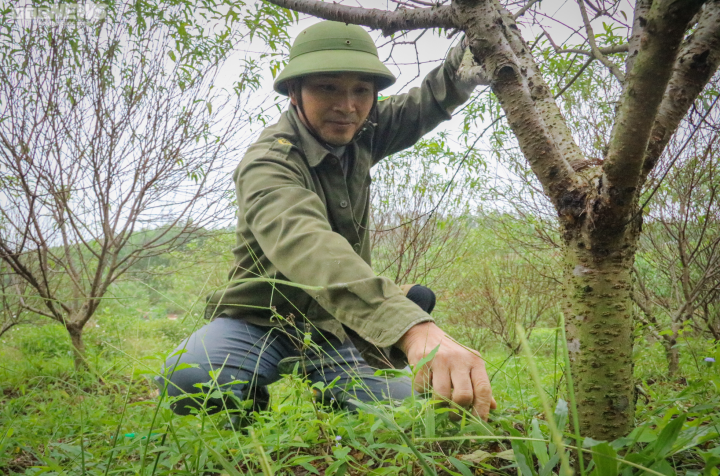 Trời rét đậm, người trồng đào ở Hà Tĩnh phấn khởi chờ ngày đếm tiền - 5