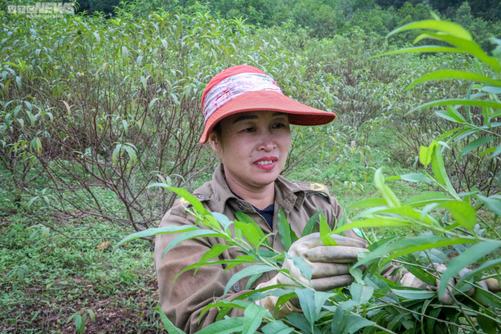 Trời rét đậm, người trồng đào ở Hà Tĩnh phấn khởi chờ ngày đếm tiền - 2