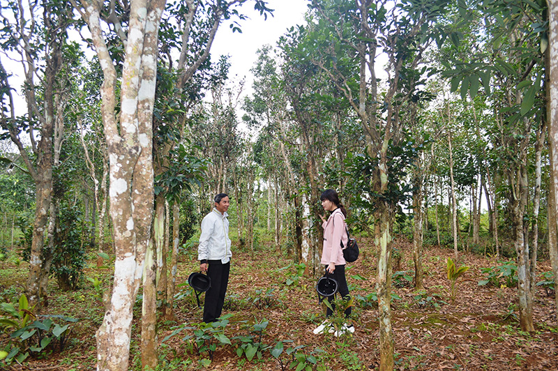 Vùng đất này của tỉnh Quảng Trị trồng cây chè xanh thôi sao muốn hái lá dân phải bắc thang - Ảnh 1.
