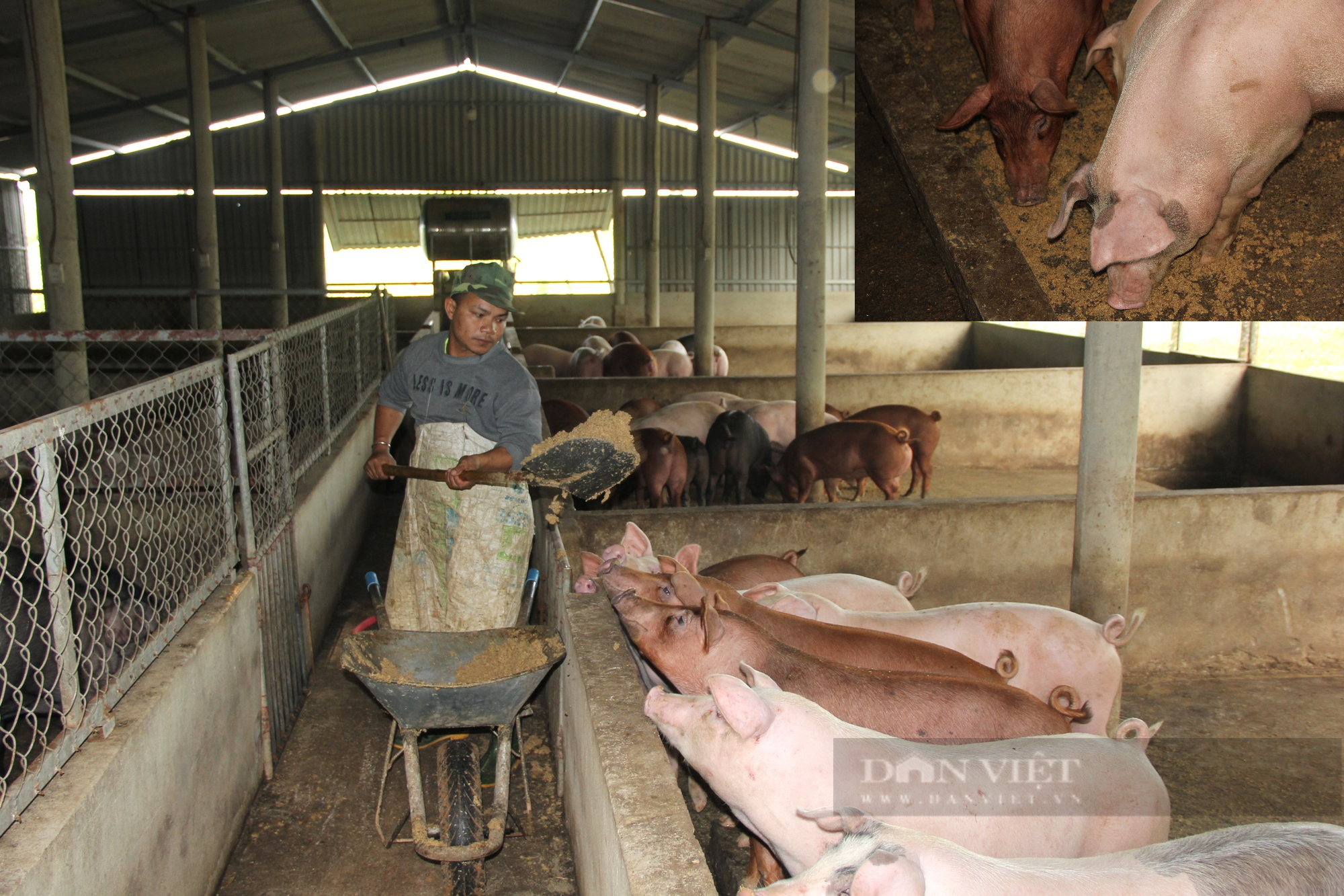 Quảng Trị: Lấy rác nuôi lợn, gà, vịt, anh nông dân lãi 200 triệu đồng mỗi năm - Ảnh 5.