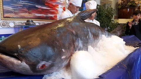 Con cá tra dầu khủng được chủ nhà hàng tại Hà Tĩnh mua với giá 100 triệu để về phục vụ thực khách.