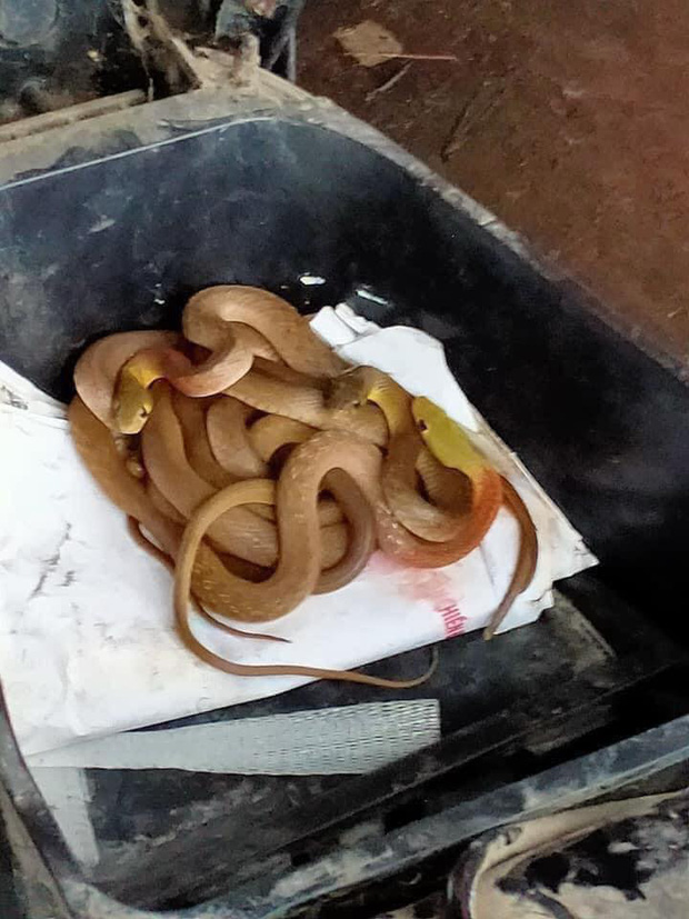 Rùng mình thấy nguyên đàn rắn cuộn tròn trong cốp khi đi sửa xe máy sau đợt mưa lũ ở Quảng Trị - Ảnh 1.
