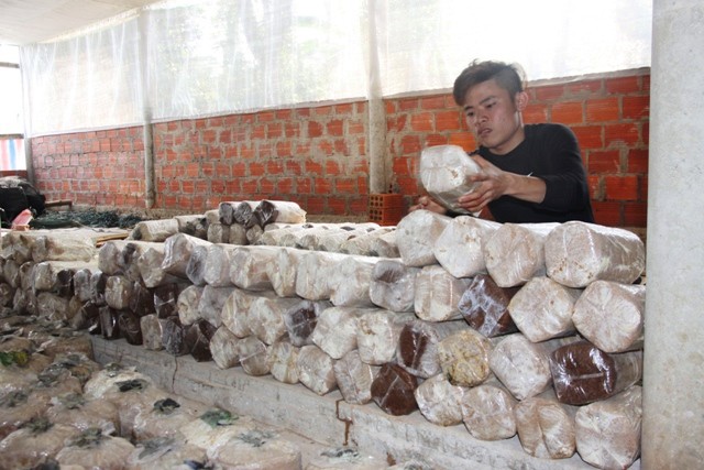 Trại nấm sò của Trần Văn Phúc phục vụ khách hàng trong và ngoài tỉnh Quảng Trị. Ảnh: N.V