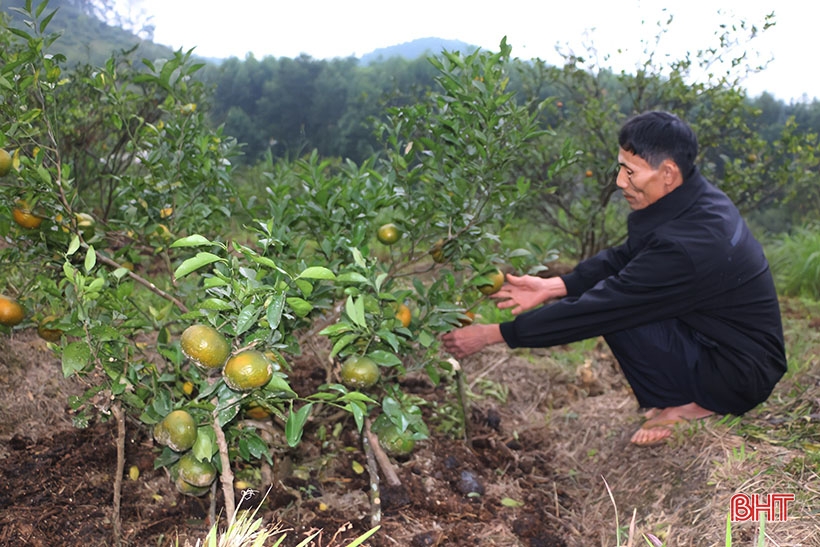 Cam bù Hương Sơn mất mùa, người dân buồn lòng chặt bỏ cây